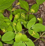 Yellow pimpernel